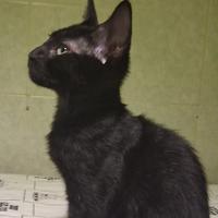 Gattino mix sphynx genitori testati( consegna)