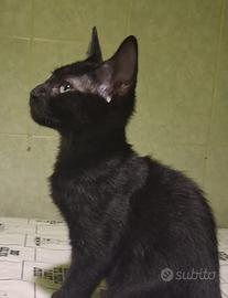 Gattino mix sphynx genitori testati( consegna)