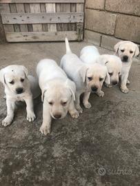 Labrador Cuccioli