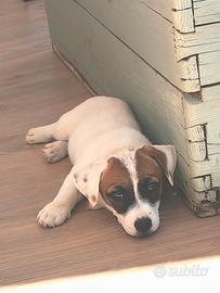 Cucciola di Jack Russell 