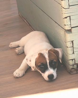 Cucciola di Jack Russell 