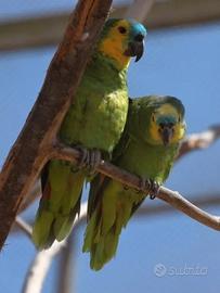 Coppia amazzone fronte blu