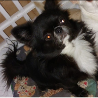 Chihuahua stalloncino