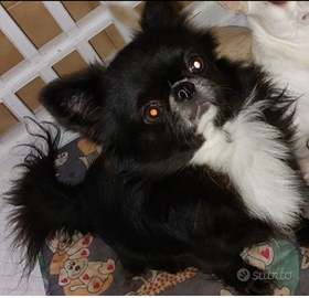 Chihuahua stalloncino