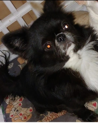 Chihuahua stalloncino