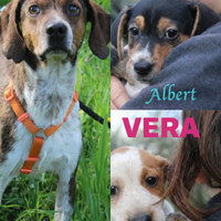 Incantevoli cuccioli
