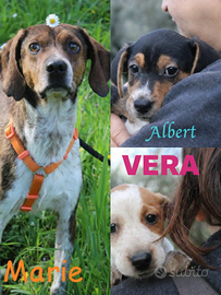 Incantevoli cuccioli