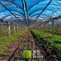 Impianto kiwi verde Hayward 13,5 ettari