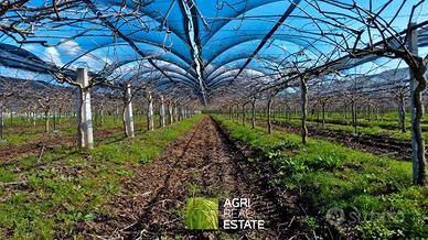 Impianto kiwi verde Hayward 13,5 ettari