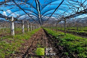 Impianto kiwi verde Hayward 13,5 ettari