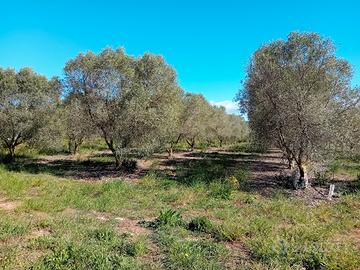 Oliveto Alghero