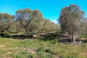 Oliveto Alghero