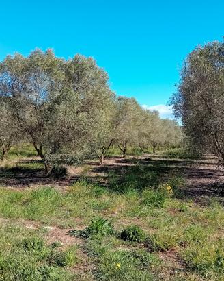 Oliveto Alghero