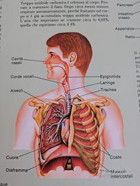 poster scolastico del sistema cardiocircolatorio e