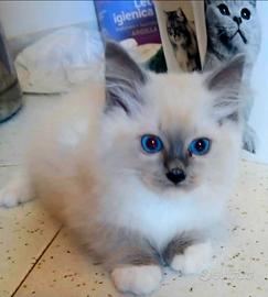 Cuccioli di Ragdoll con pedigree