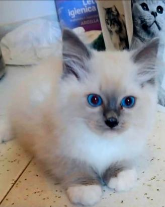 Cuccioli di Ragdoll con pedigree