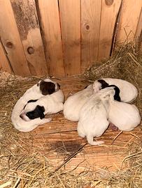 Cuccioli di Cattle Dog