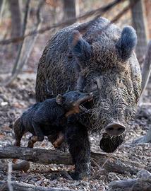 Cuccioli Deutscher Jagd Terrier