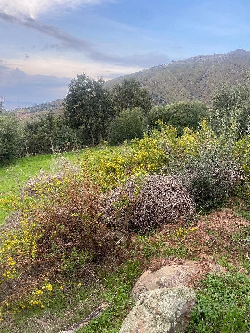 Terreno panoramico 5000 mq con uliveto e pozzi Gra - Vista 5