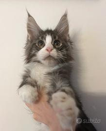 Maine coon cucciolo dolcissimo