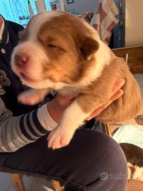 Australian Shepherd/Pastore Australiano cuccioli