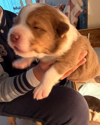 Australian Shepherd/Pastore Australiano cuccioli