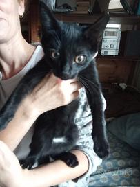 Gattina femmina