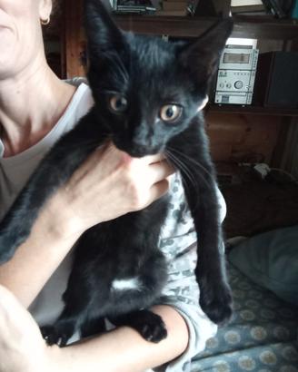 Gattina femmina