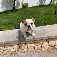 Cucciola di bulldog inglese