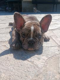 Francesi bulldog maschi