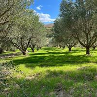 Uliveto e fabbricato