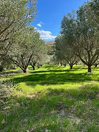 Uliveto e fabbricato