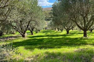 Uliveto e fabbricato