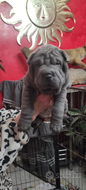 Cuccioli shar pei