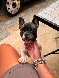 Cucciola bulldog francese
