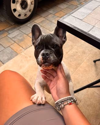 Cucciola bulldog francese