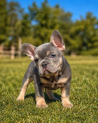 Bouledogue francese possibilità 3 rate