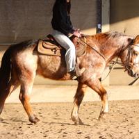 Cavallo da lavoro in piano e altro