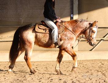 Cavallo da lavoro in piano e altro
