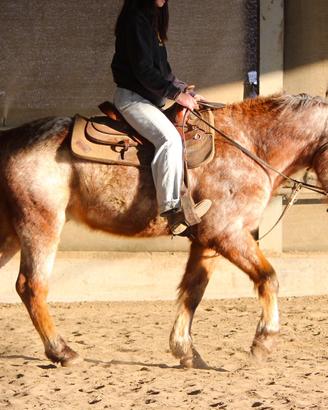 Cavallo da lavoro in piano e altro