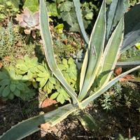 Agave variegata americana