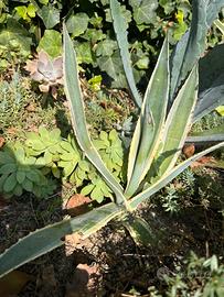 Agave variegata americana