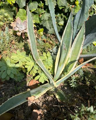 Agave variegata americana