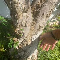 Pianta di melograno di 20 anni