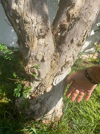 Pianta di melograno di 20 anni