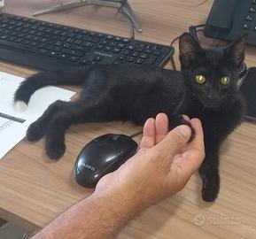 Gattino Nero di 3 Mesi - Molto Affettuos