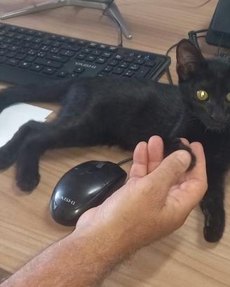Gattino Nero di 3 Mesi - Molto Affettuos