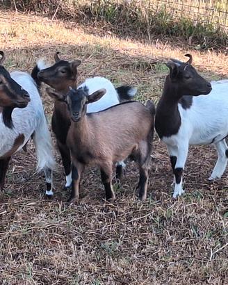 Caprette tibetane e agnellone