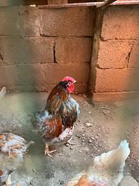 Galline wyandotte