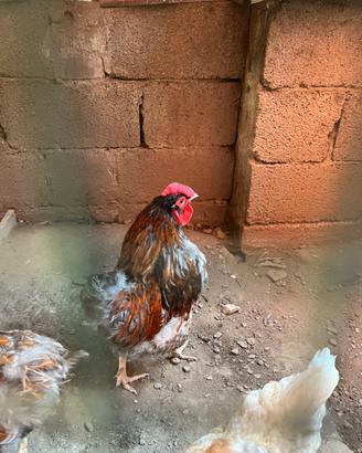 Galline wyandotte